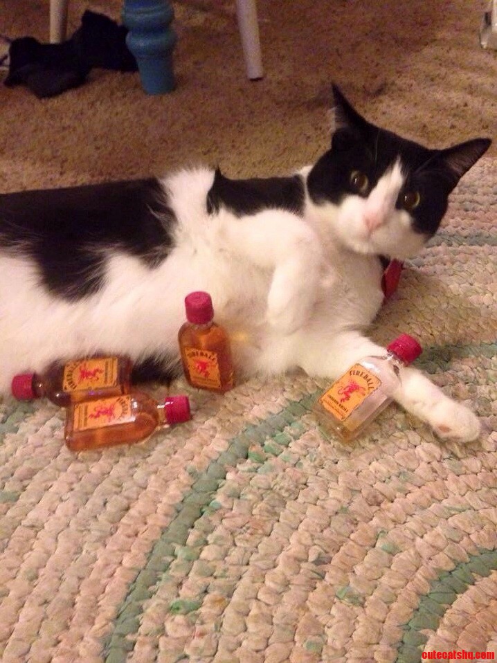 Christmas got awkward once the cat got hammered