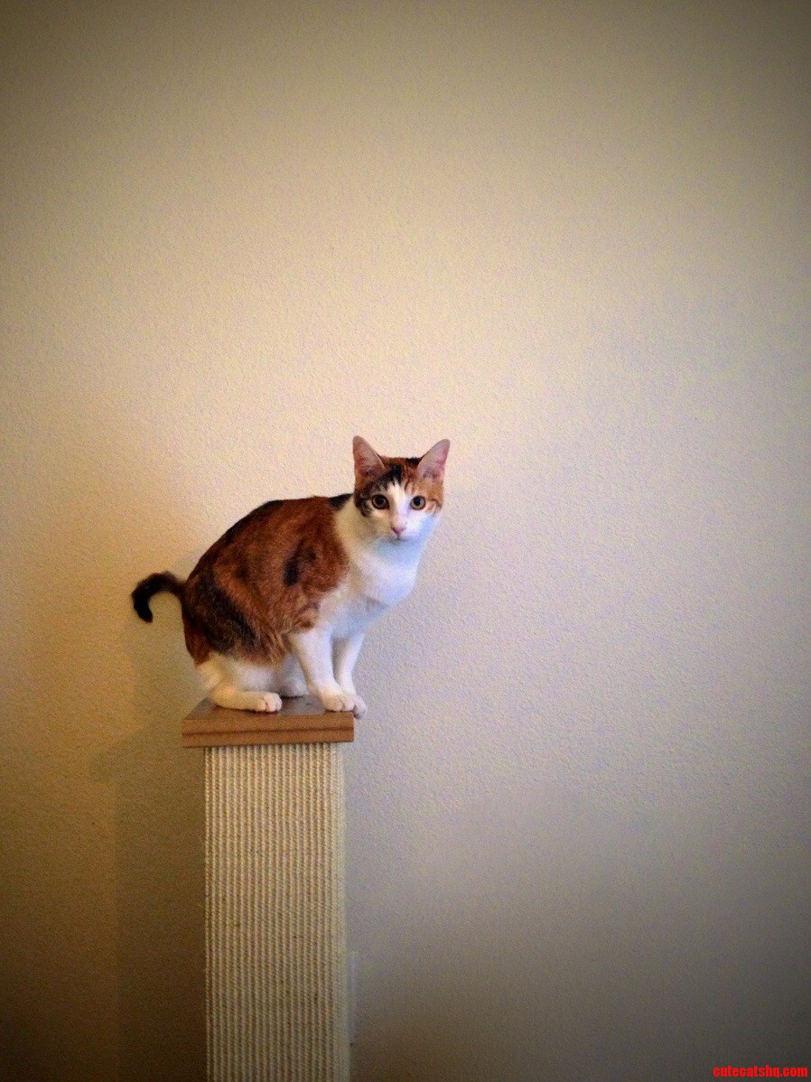 If you love your cat as much as i do you should put himher on the highest pedestal.