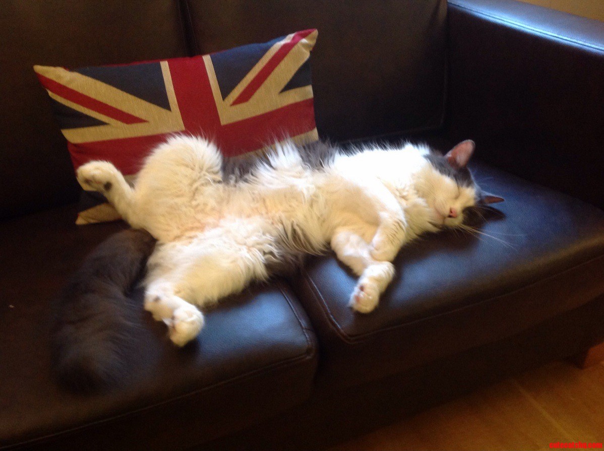 Just moved to london. snooze brittania.