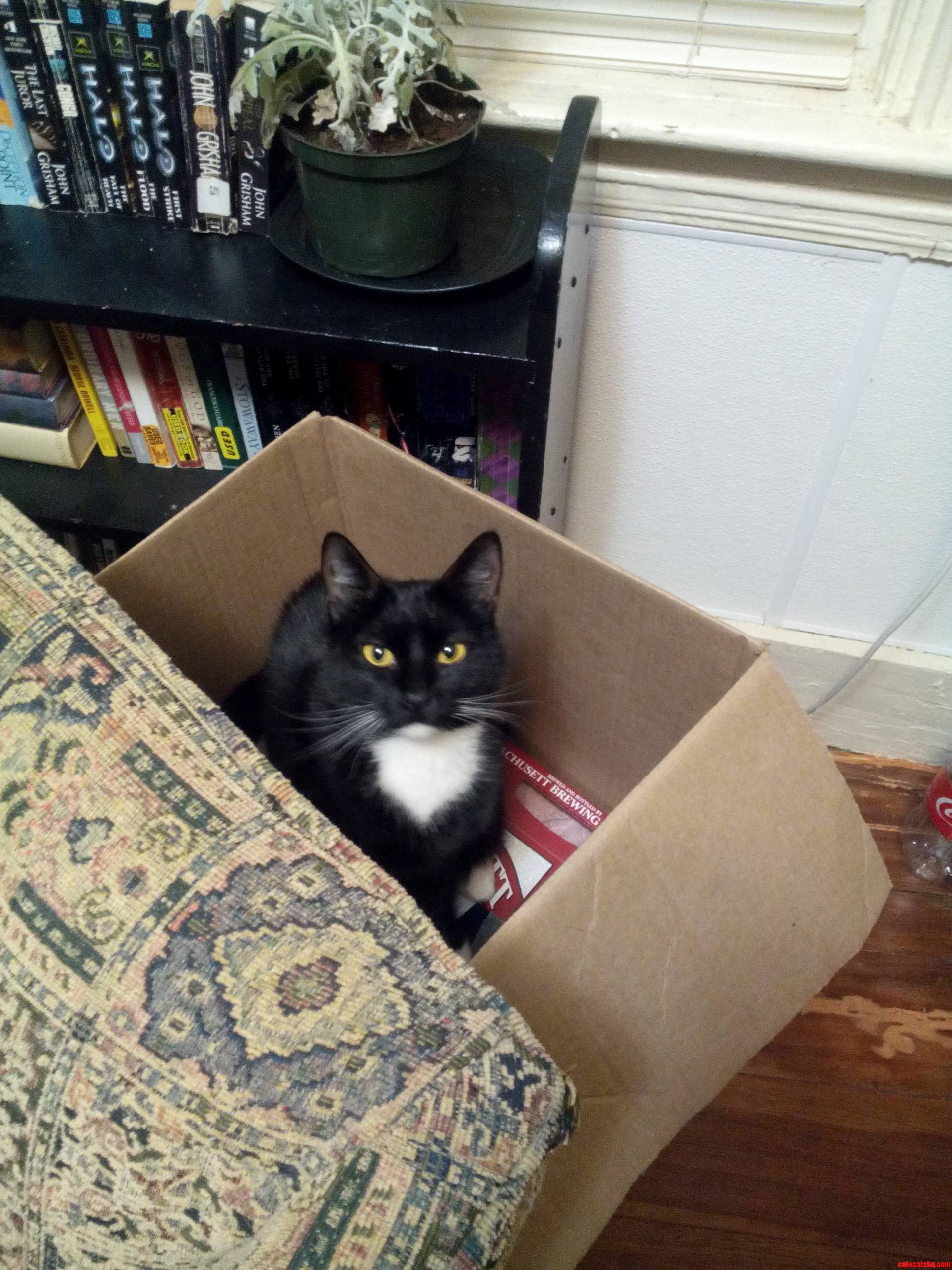 Margot also loves boxes