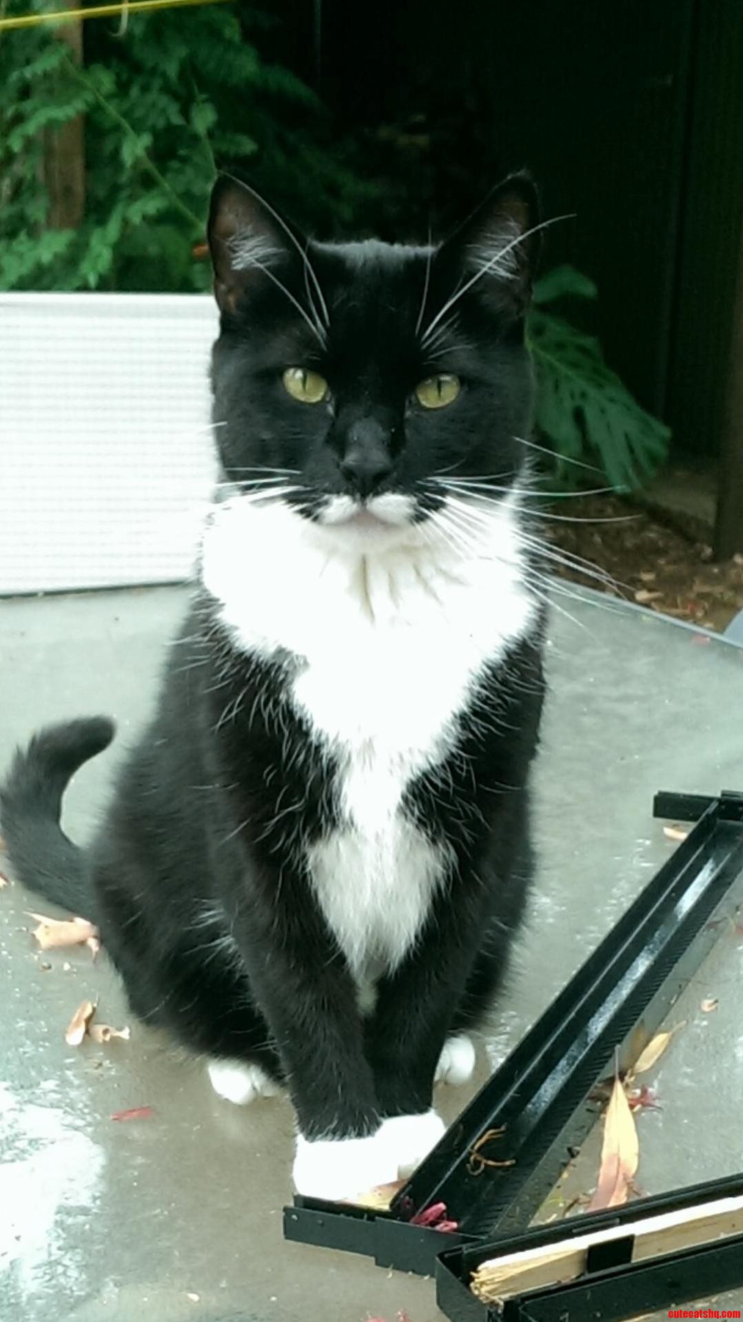Meet mitch. the suavest cat in australia.