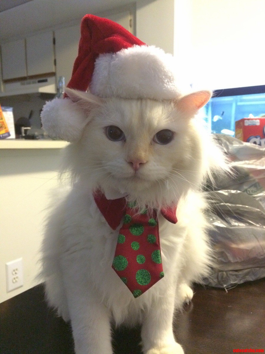 Merry christmas from santa cat