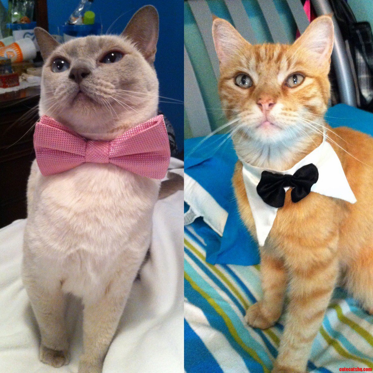 My best friends cat and my cat…meet simon and garfunkel