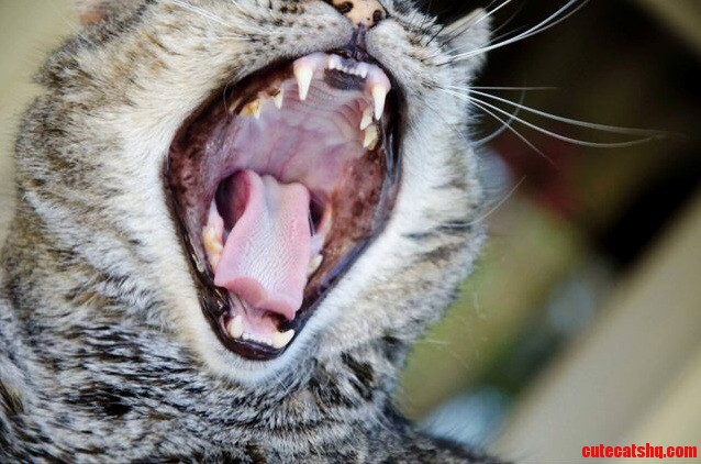 My cat yawning