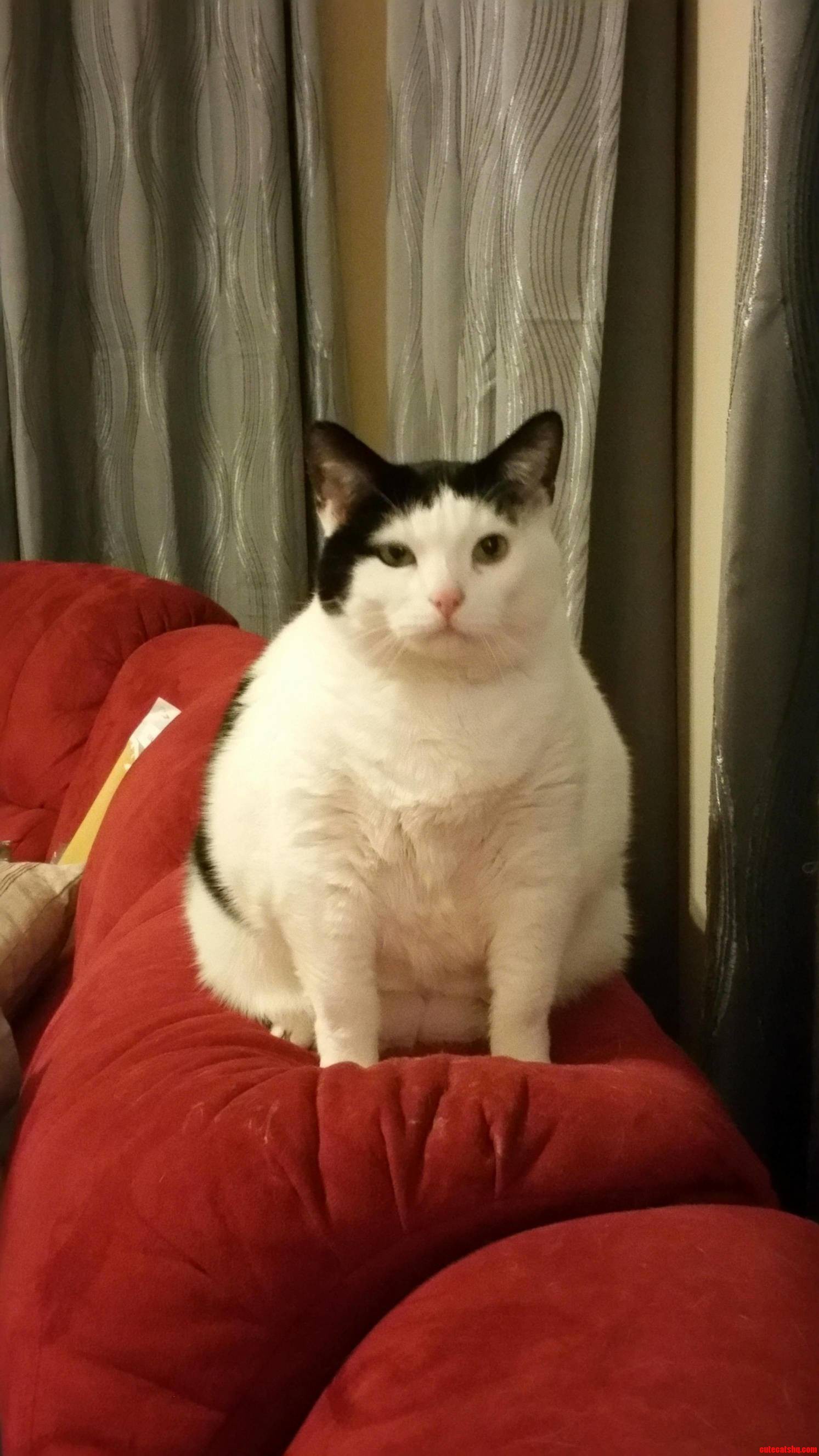 My wifes cat is soooo fat but awesome