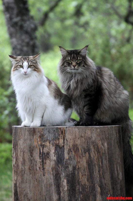 Norwegian forest cats