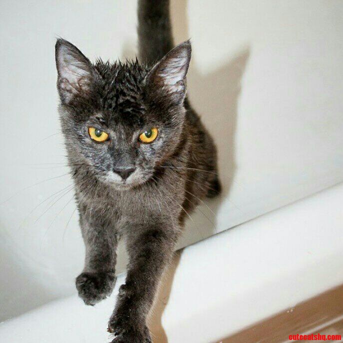 Old pictures of my chartreux after playing in the shower