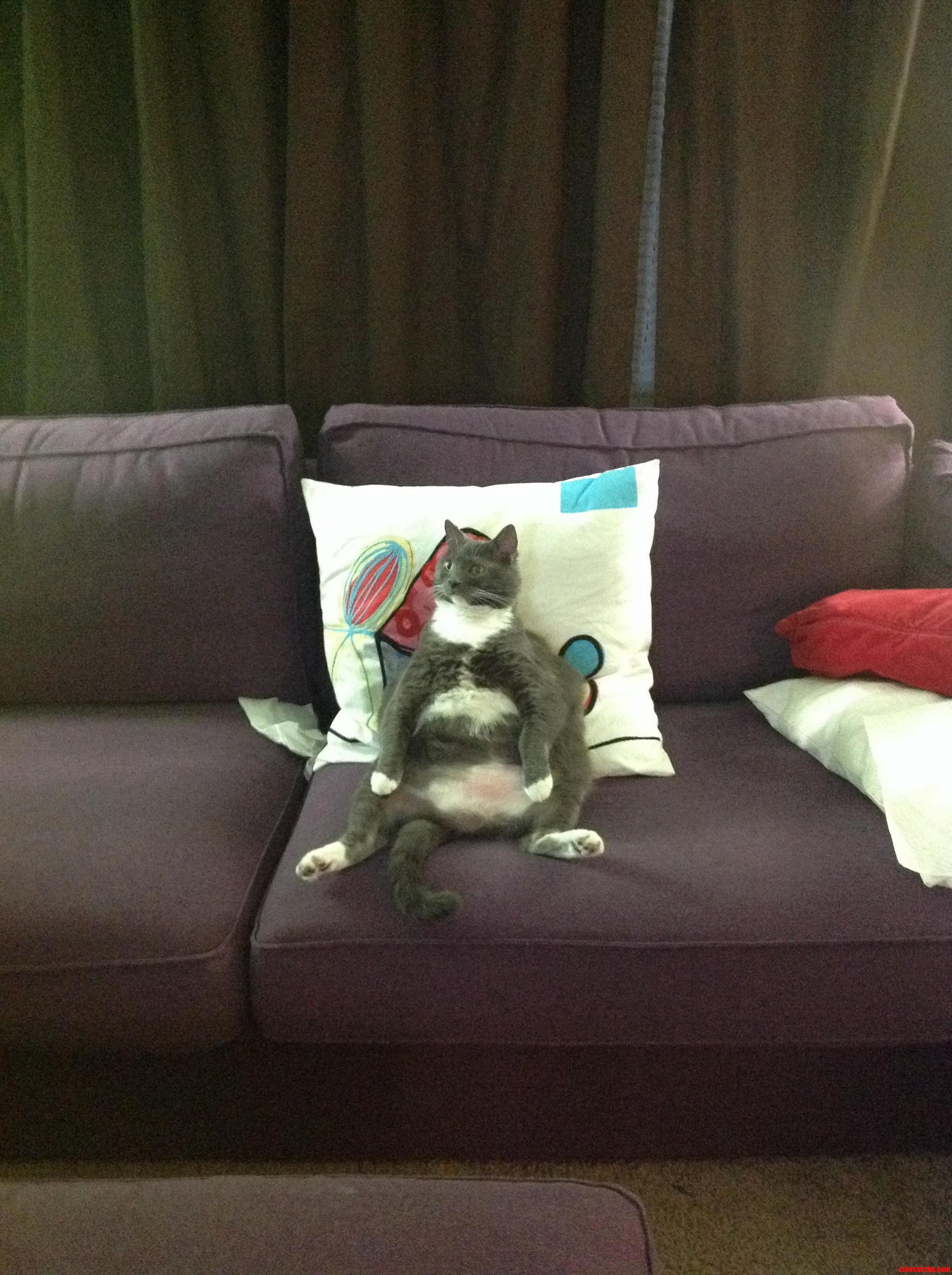 Our cat gets high on catnip then watches family guy for hours. i walked in on her like this
