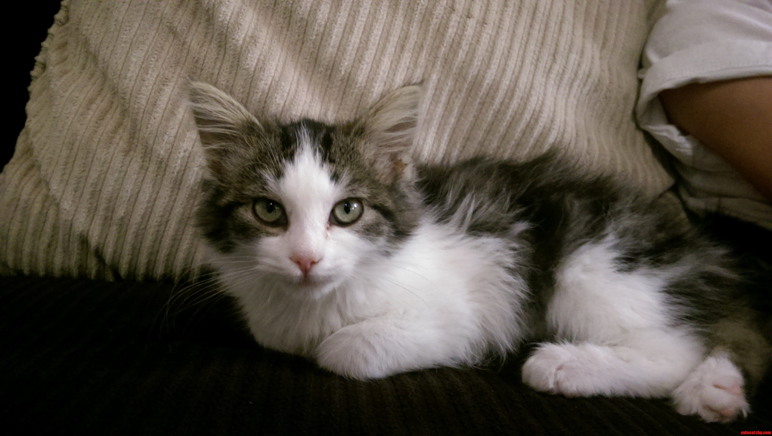 Our new kitten zelda