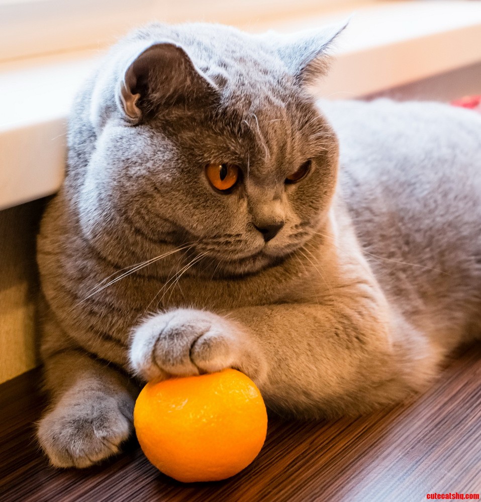 Кот с мандаринами