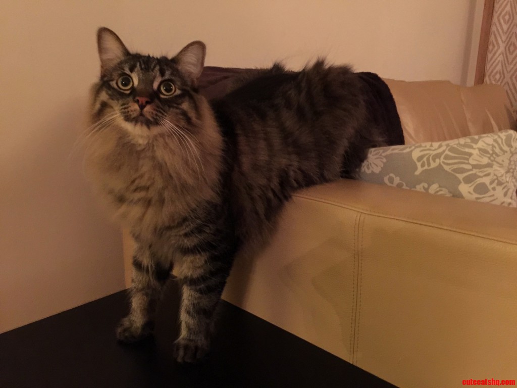 Our Cat Poops Standing On Two Legs. Cute cats HQ Pictures of cute