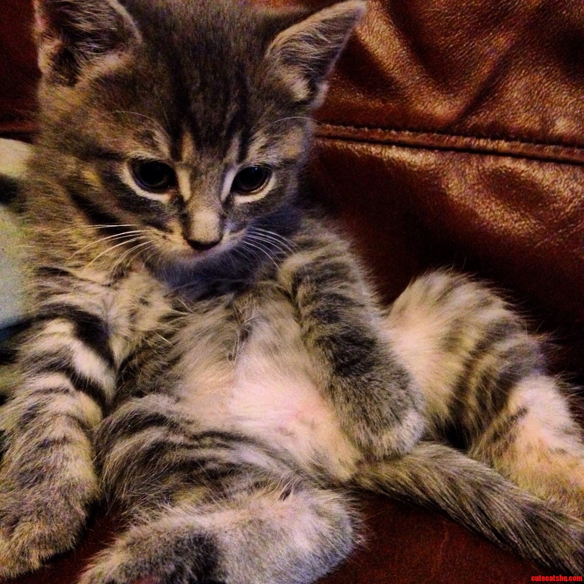 This kitten looks like hes had a long day