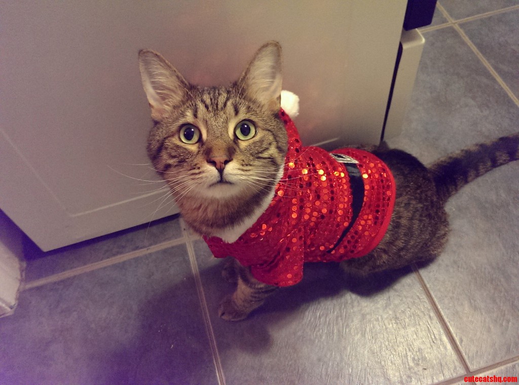 Cat really likes water. Cute cats HQ Pictures of cute cats and