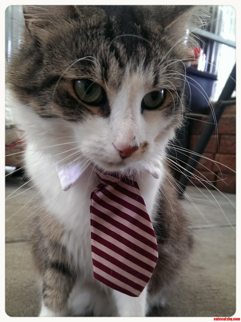 Dustin the business cat