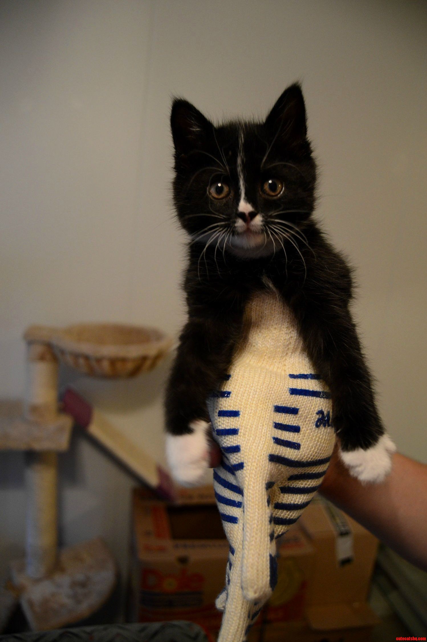 Kitten in a glove