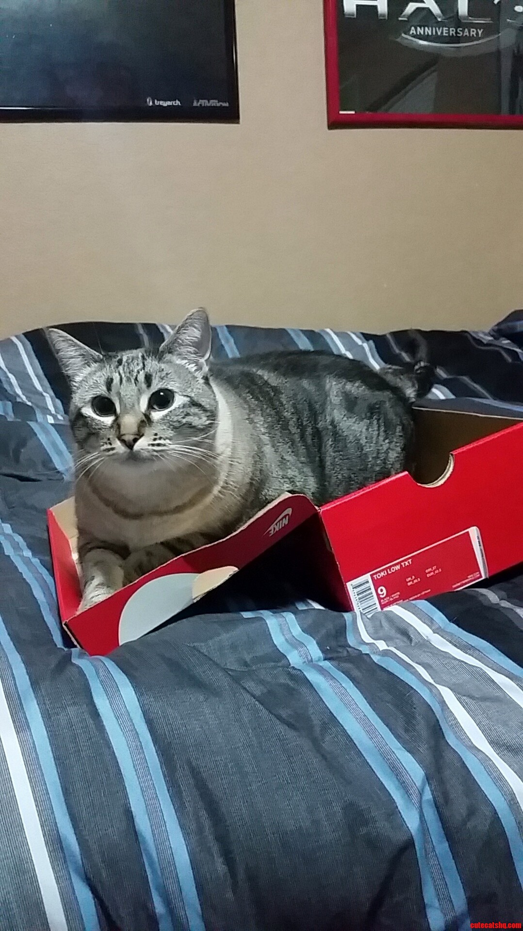 My cat thinks she can fit in a nike shoe box…
