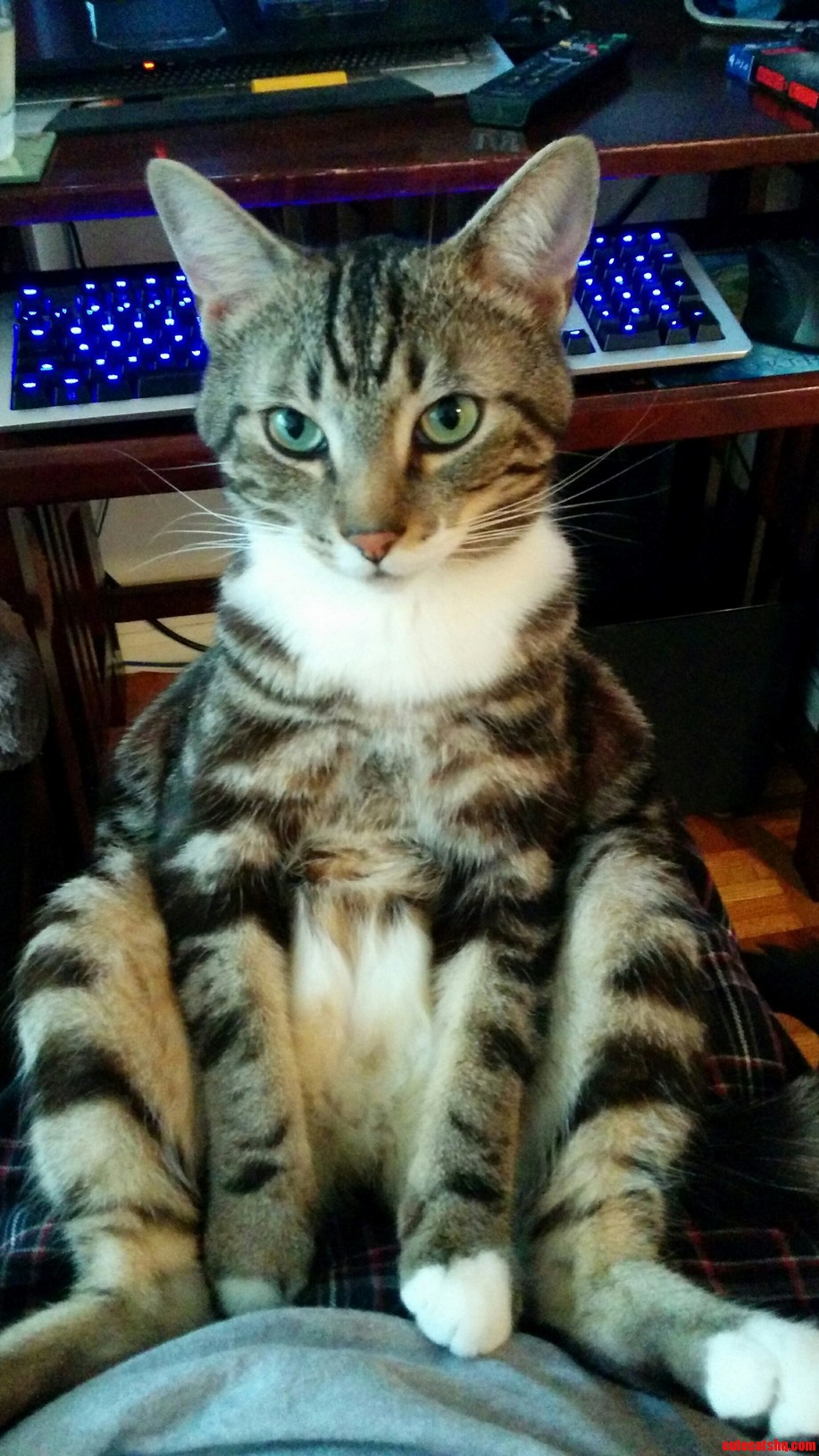 This is how my cat decided to sit on my lap.