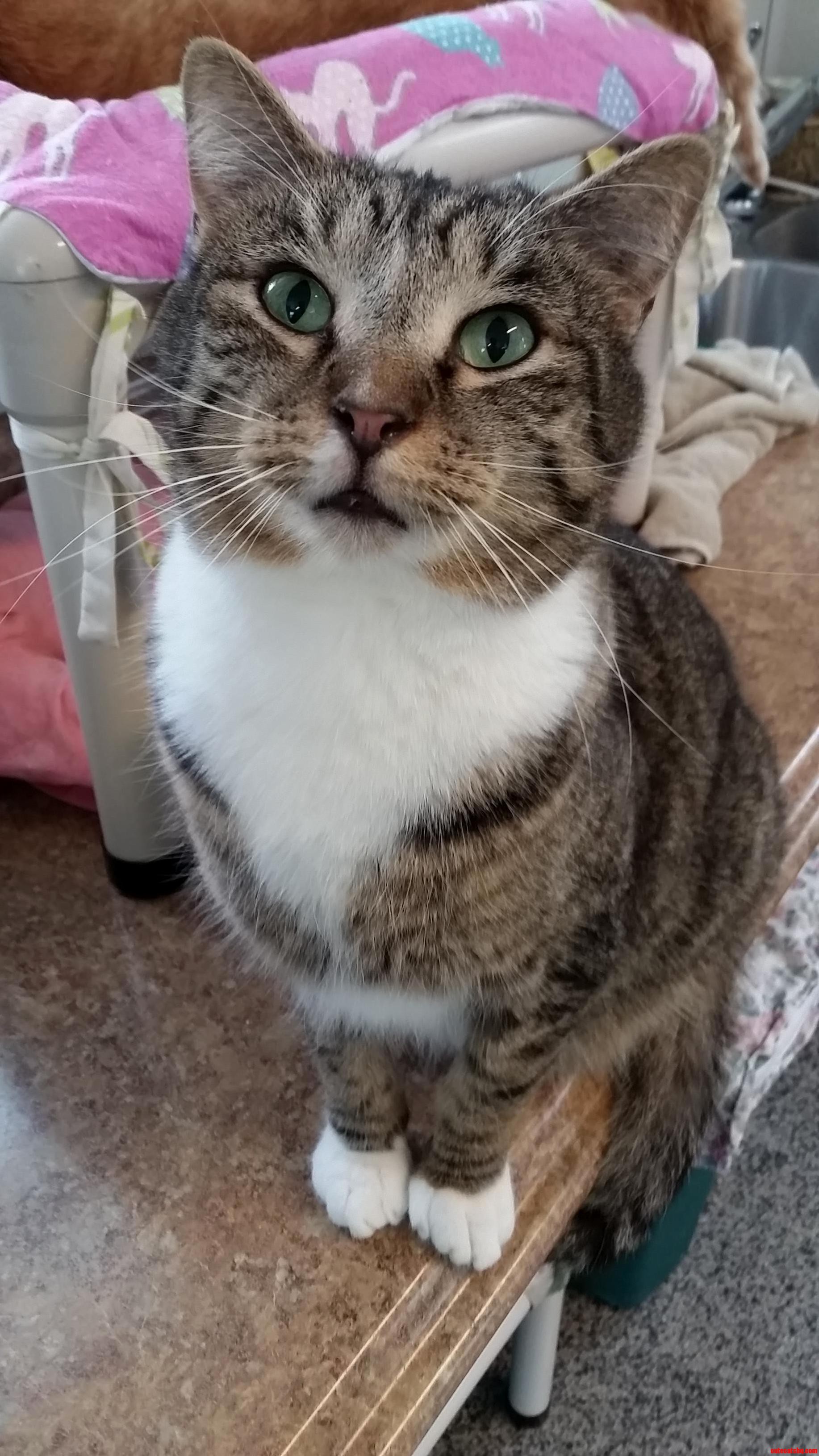 Beautiful cat at the rescue i work at