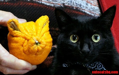 Cat fruit