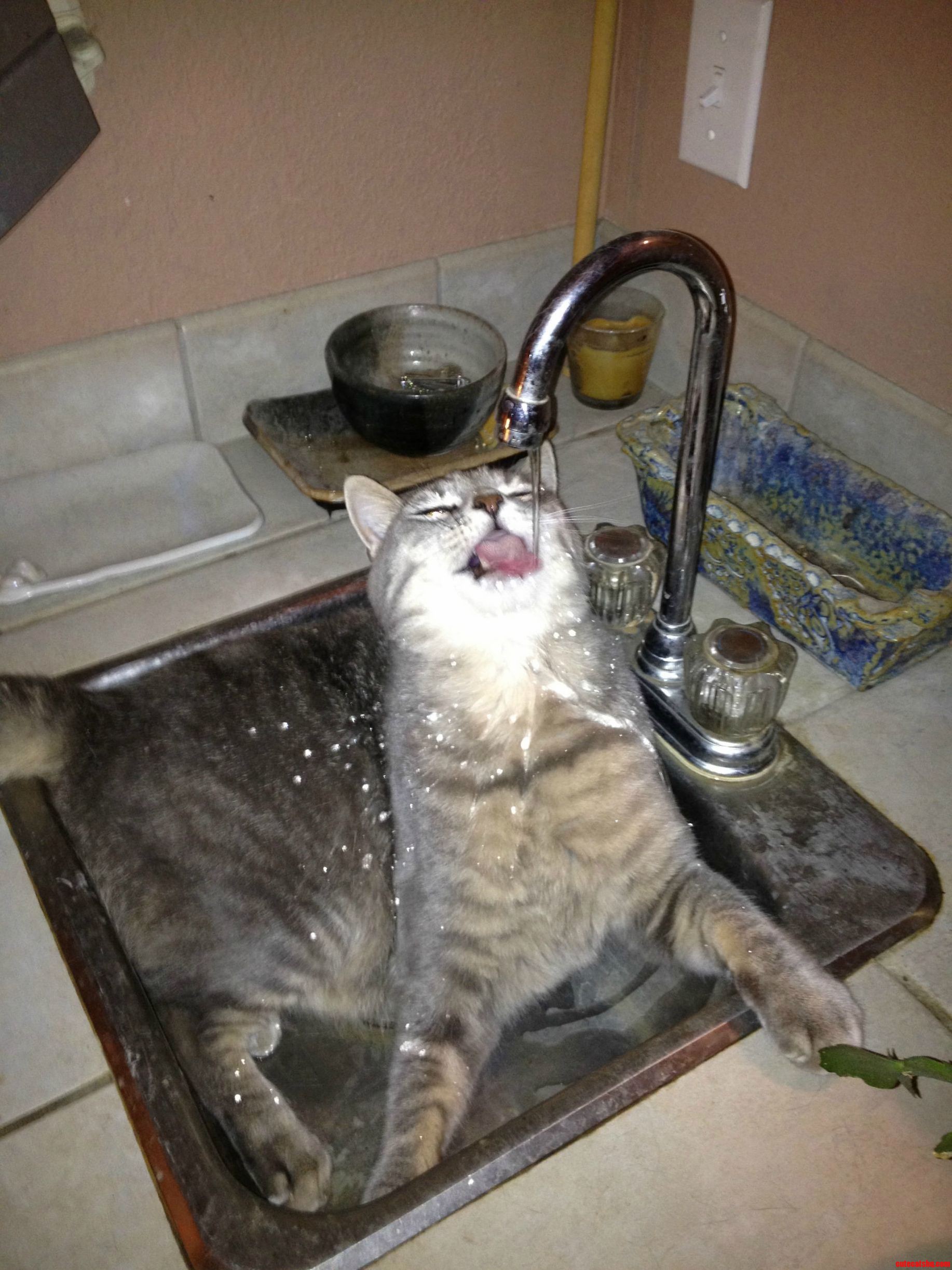 Cat really likes water.