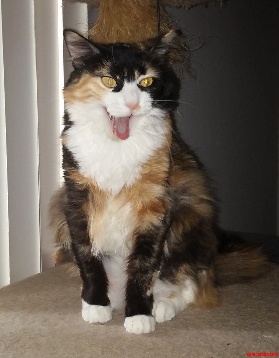Caught luna mid-yawn she looked rather excited