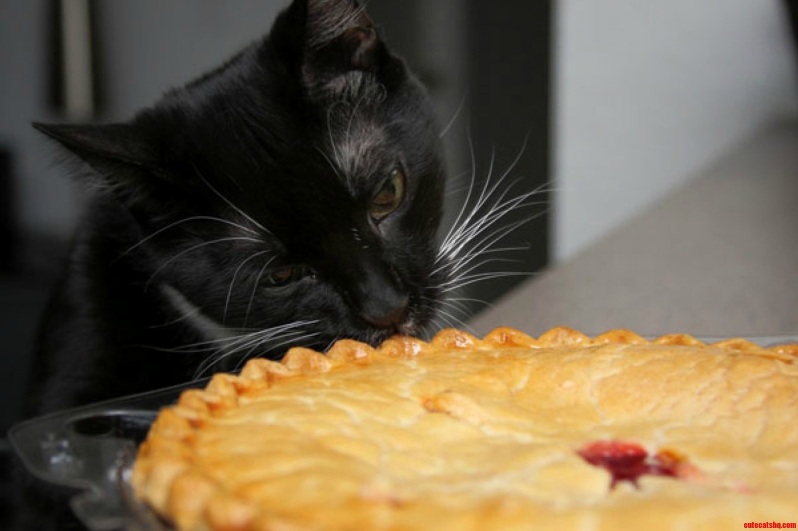 Even kitties love pie day
