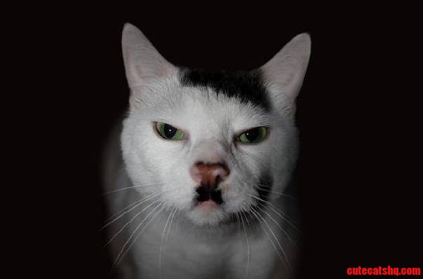 Hitler cat frowns upon your shenanigans