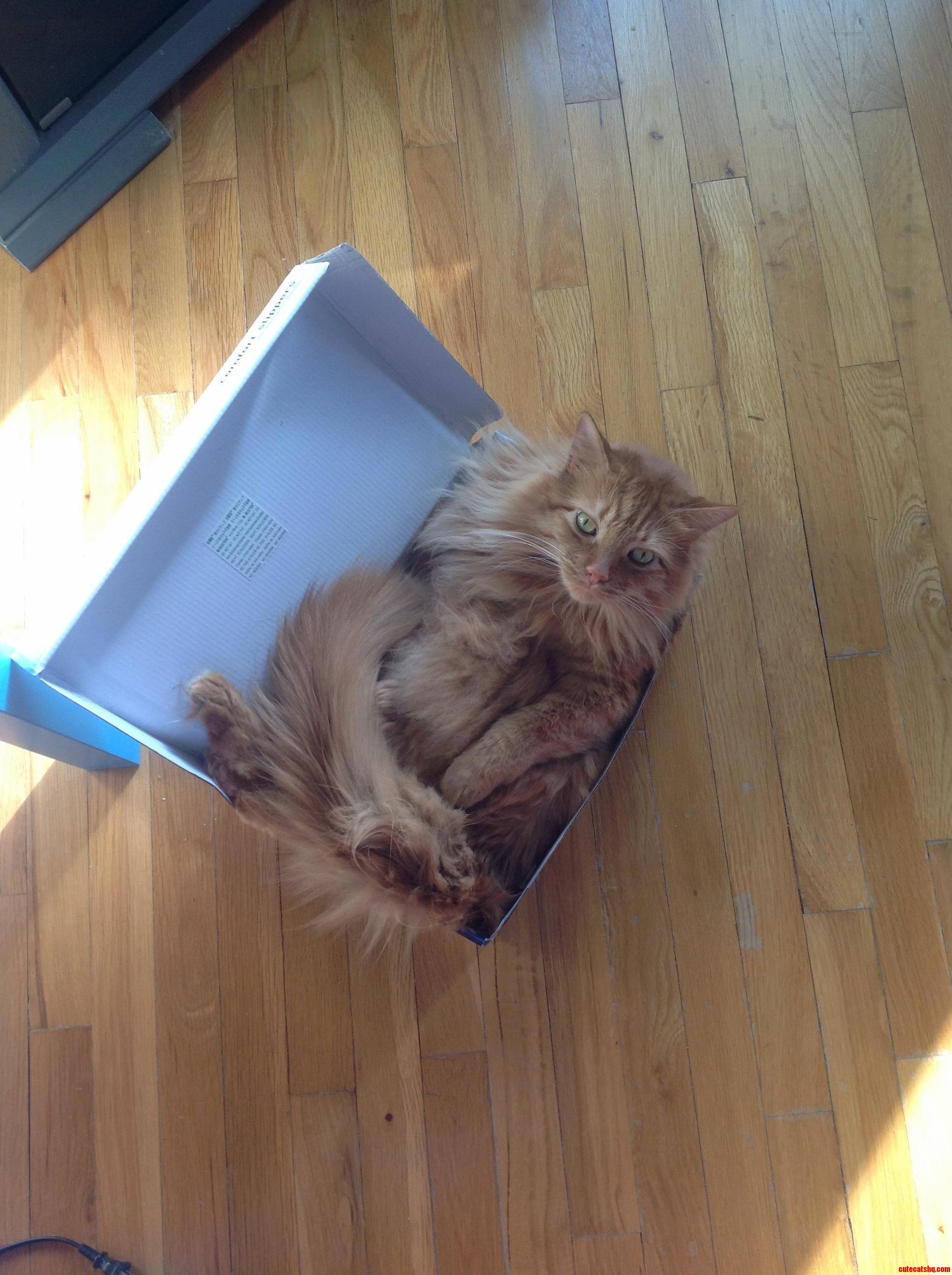 Hobbes really loves lying in his box
