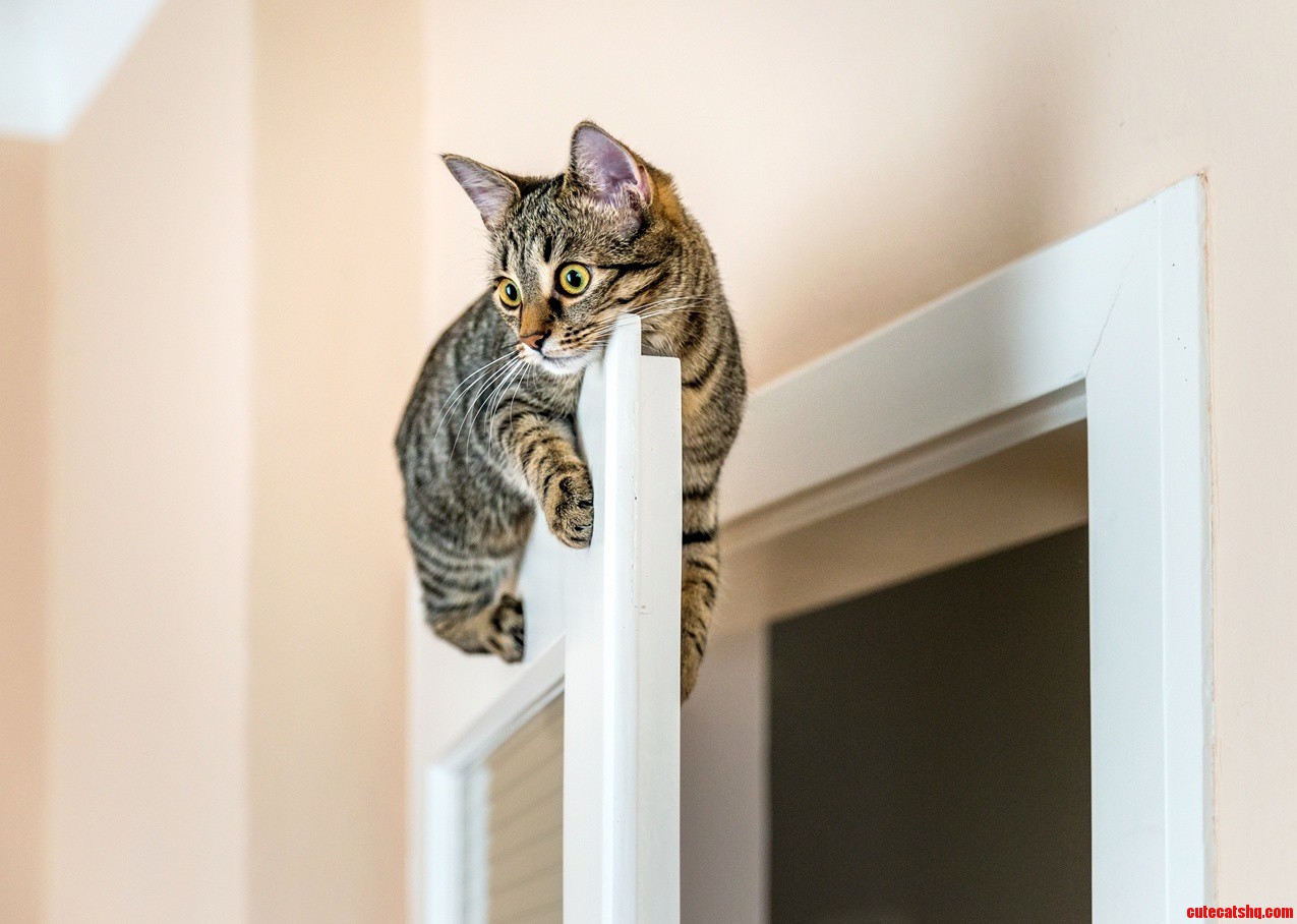 I came across this photo of a cat perched on a door.