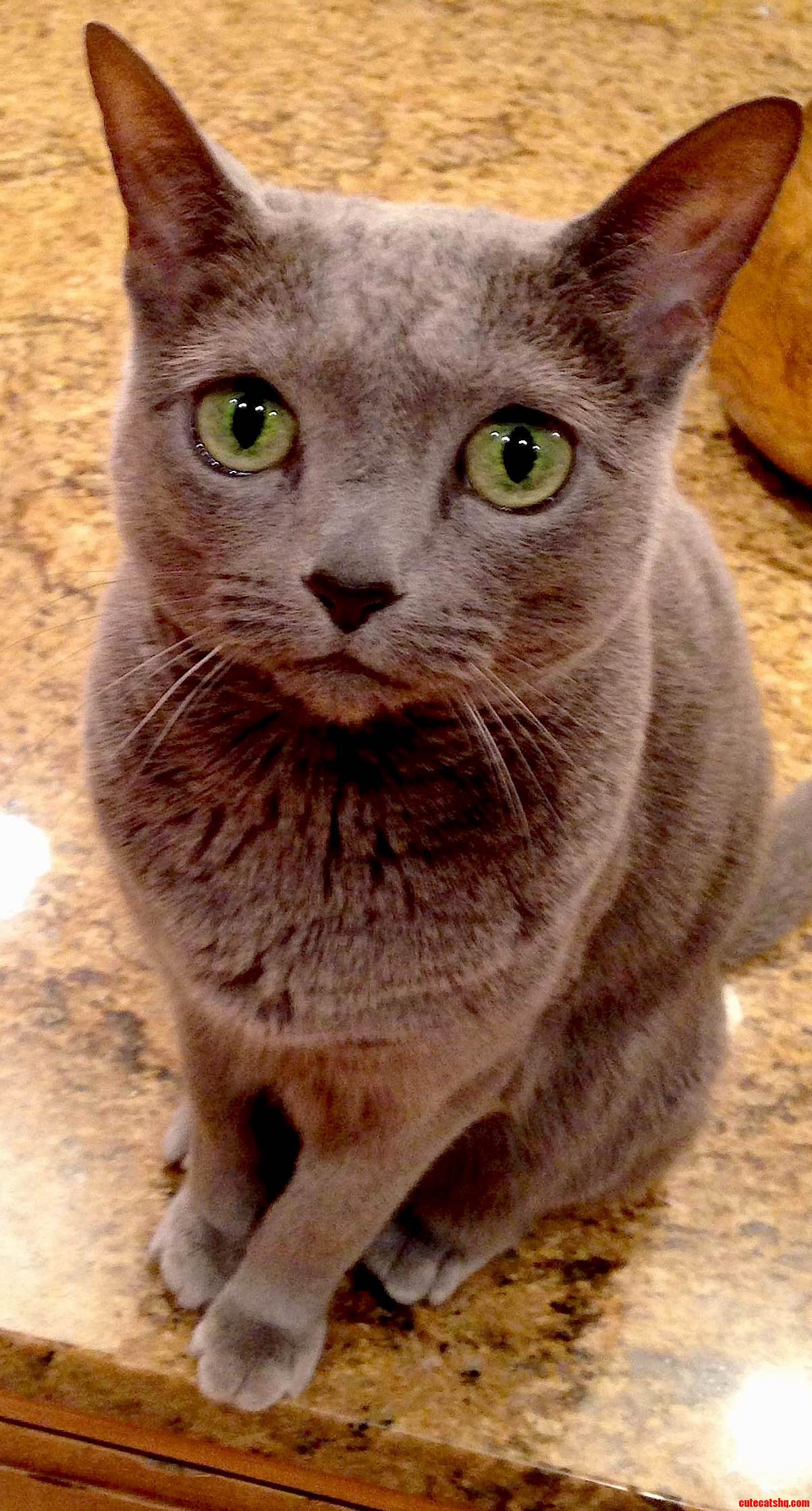 Kayla russian blue on her 10th birthday.