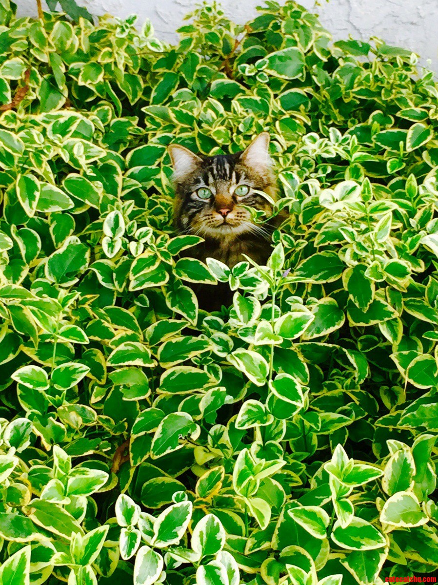 My 2 year old maine coon thor playing in the bushes