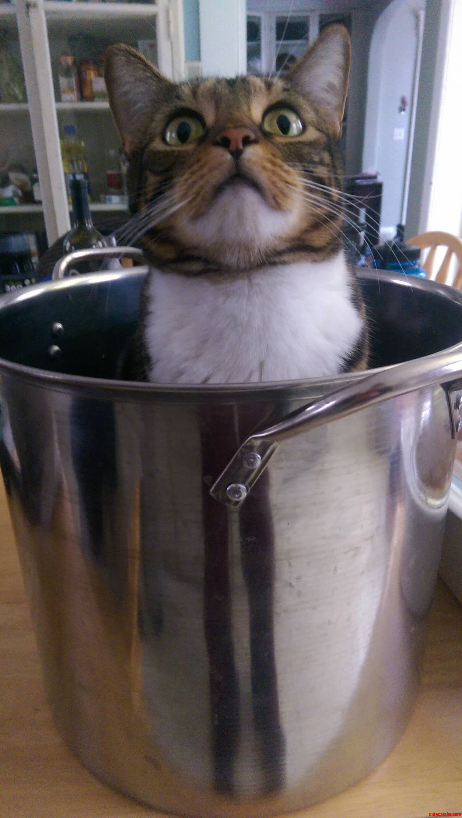 My cat likes pot