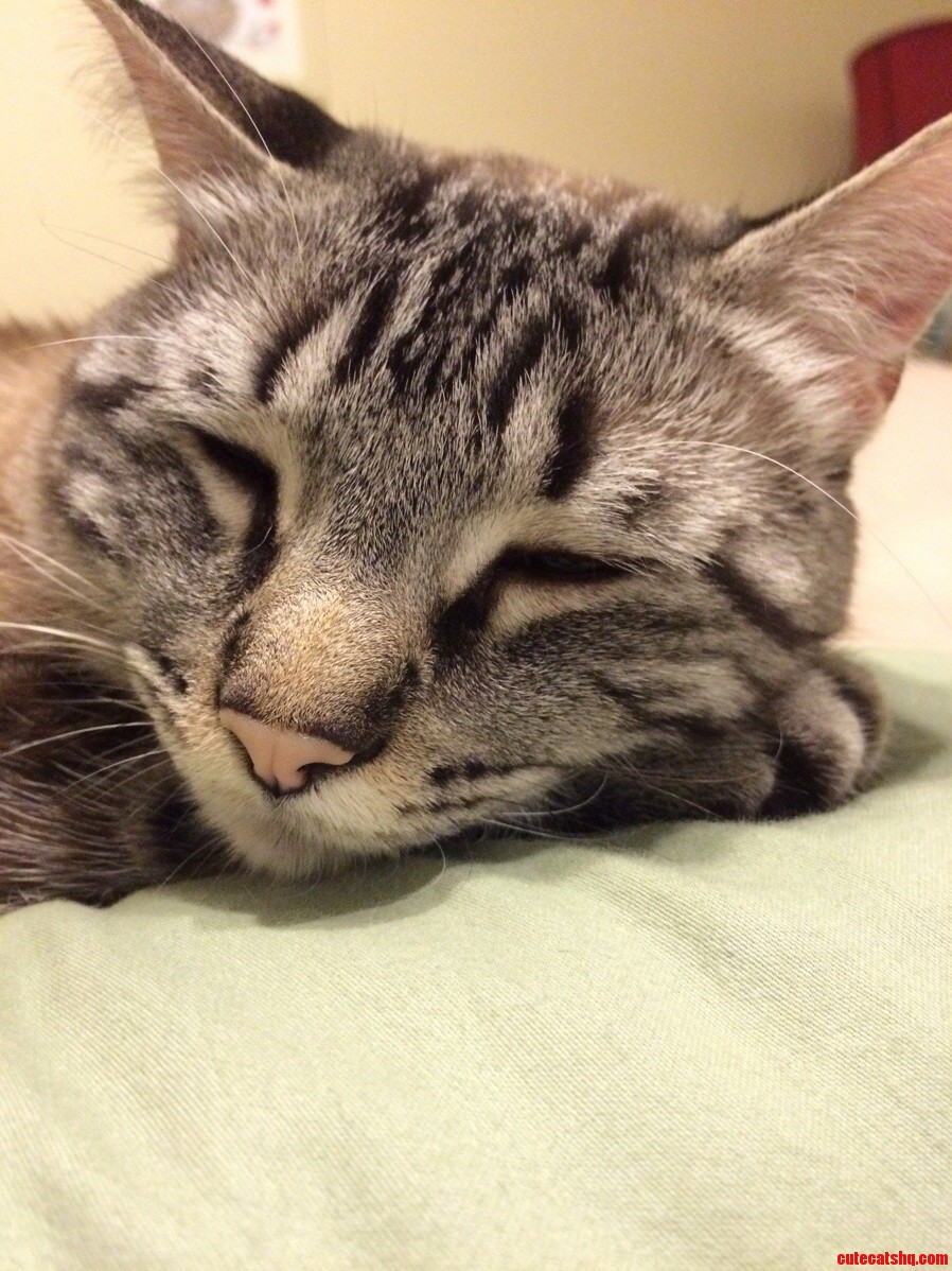 My snoozing sweetheart