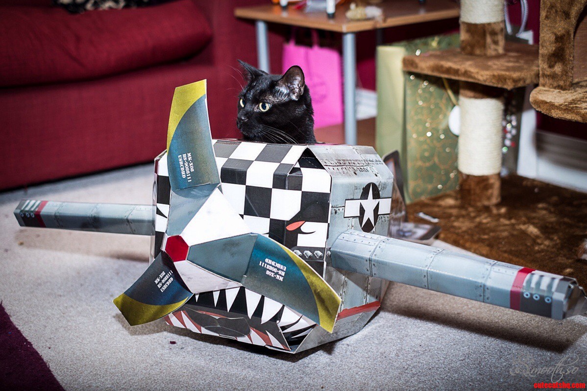 Our cat alan has his own plane