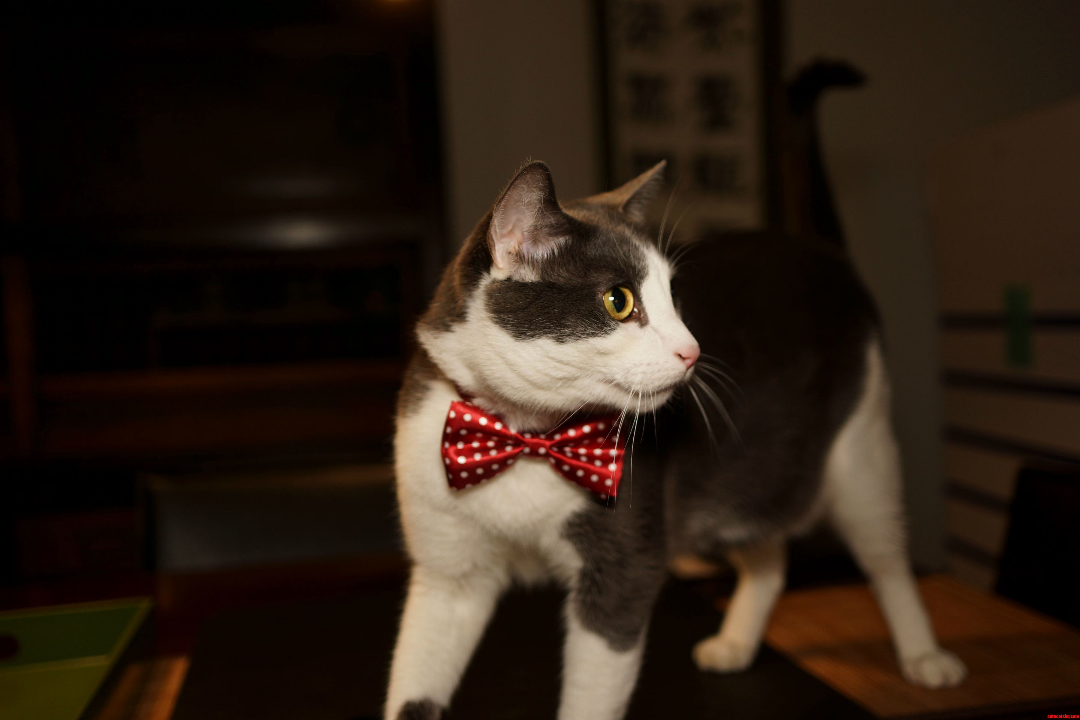 Peter is looking dapper in his valentines day bowtie