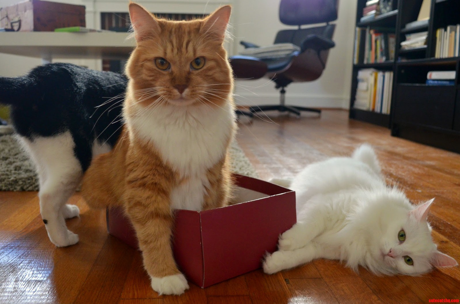 Their favorite box.