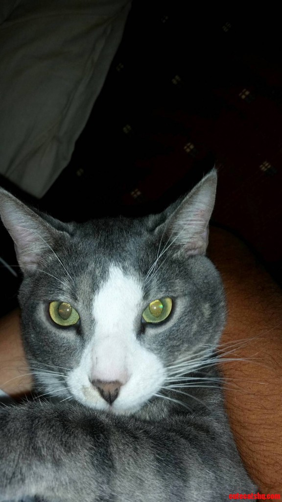 Chilling on the couch watching tv Cute cats HQ Pictures of cute