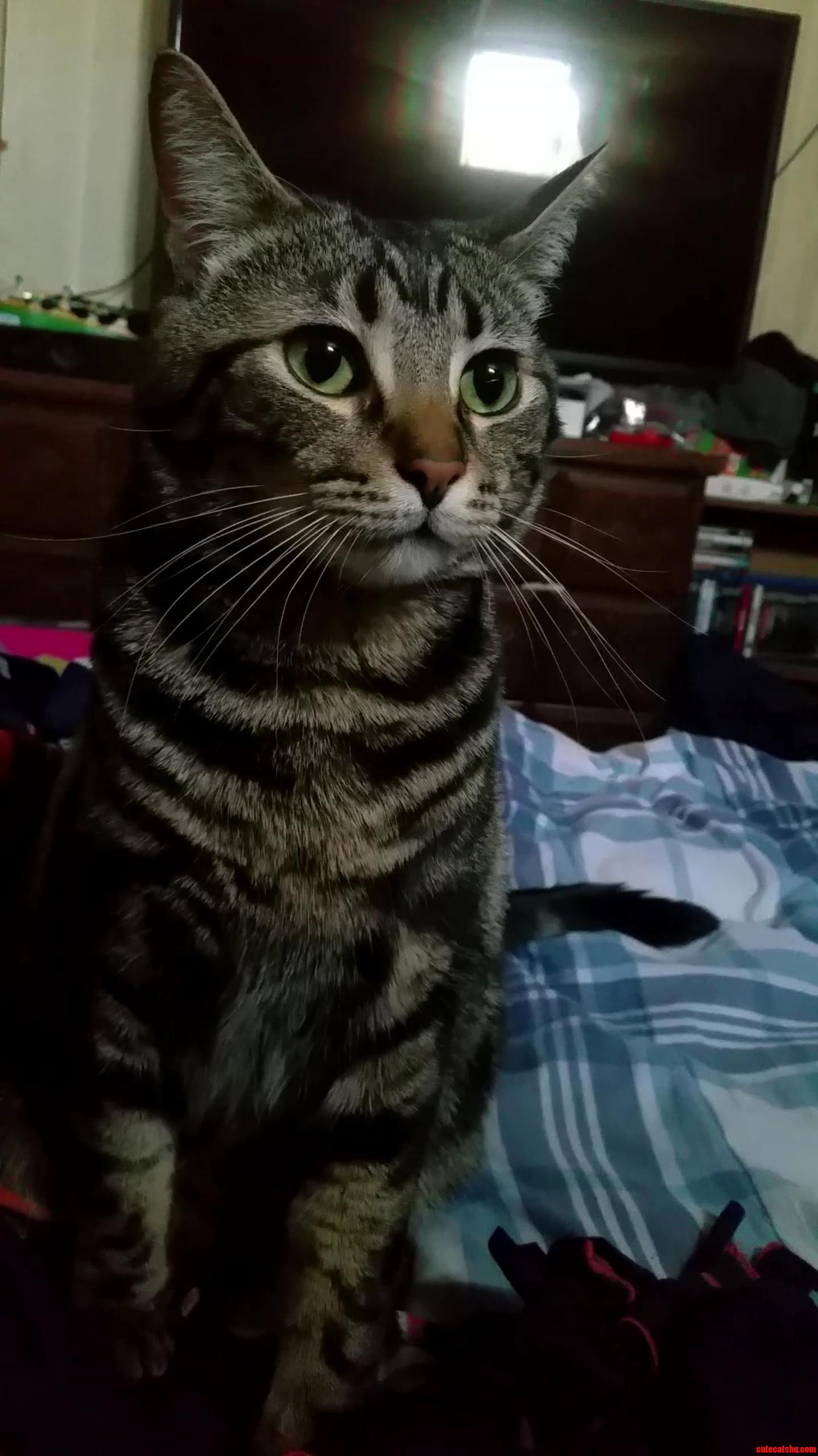 Thought this was a good snapshot of a video of gimli. deep in kitty thought.