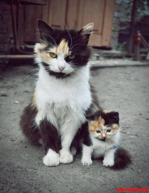 A kitten with her mother