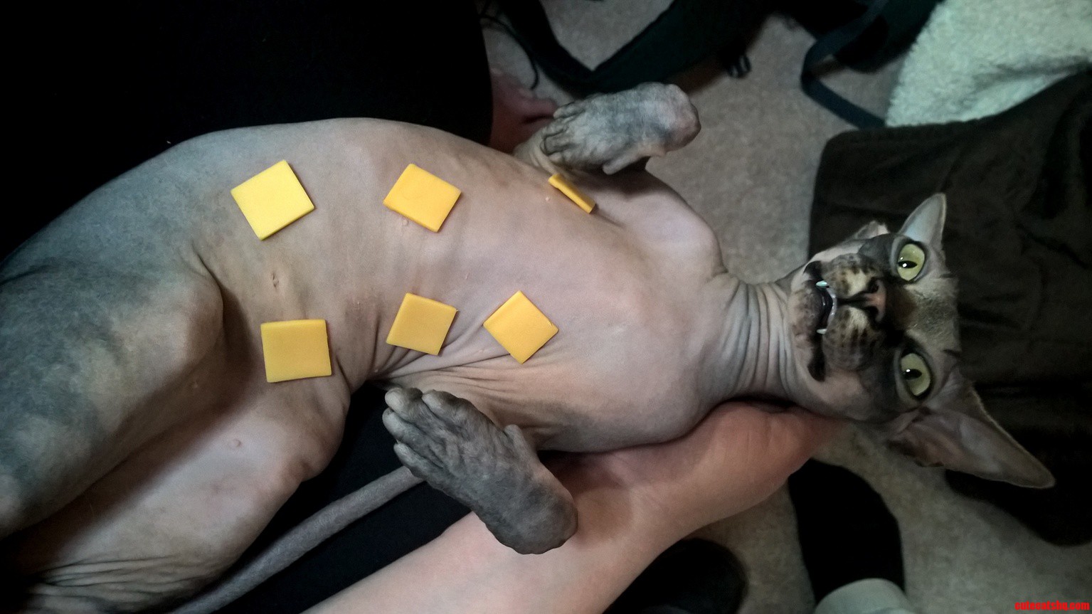 A sphynx with cheese on its nipples