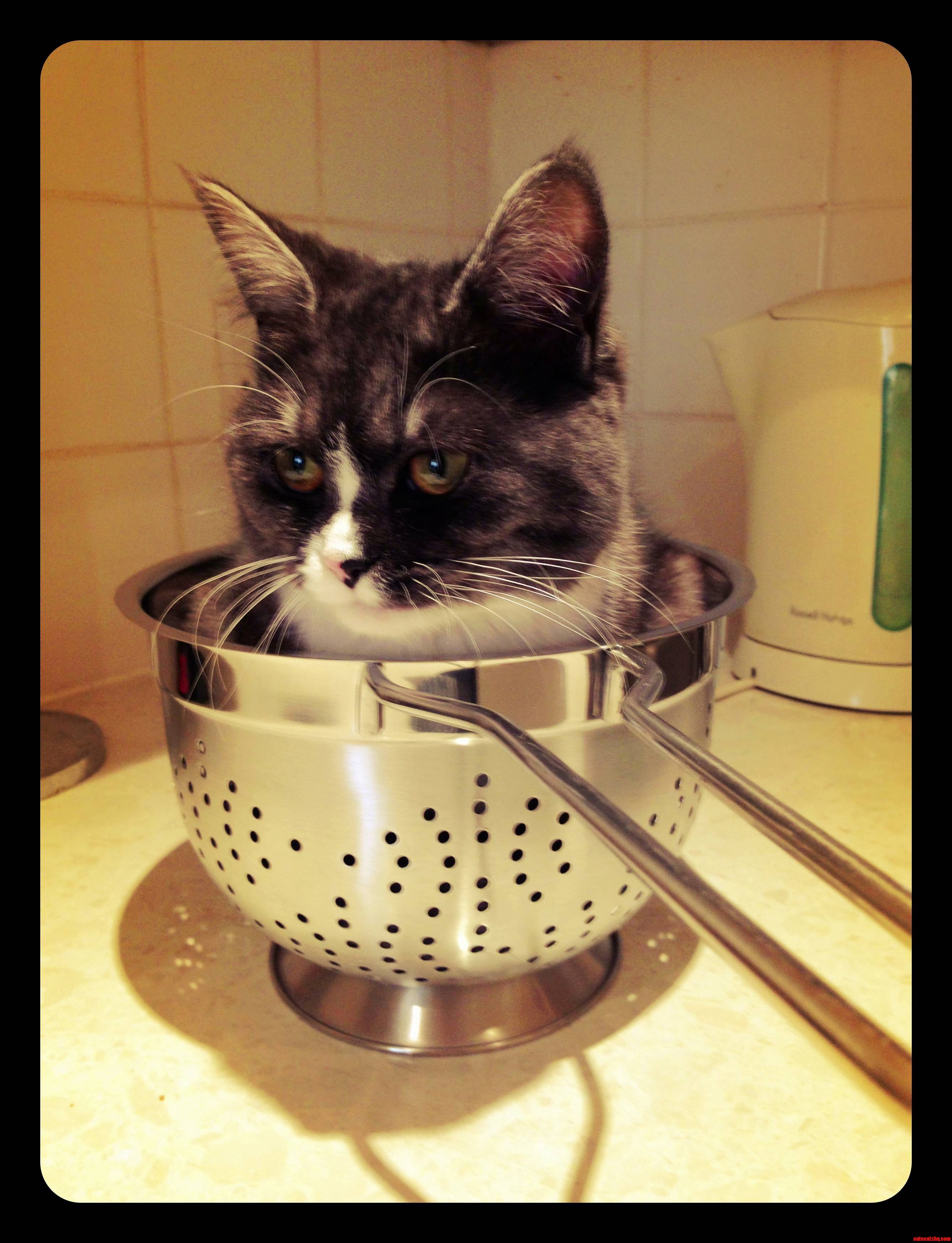 A while ago i bought a new colander. my cat phoebe thought it was marvellous.