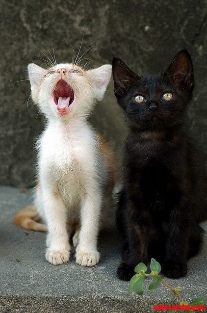 Big yawn
