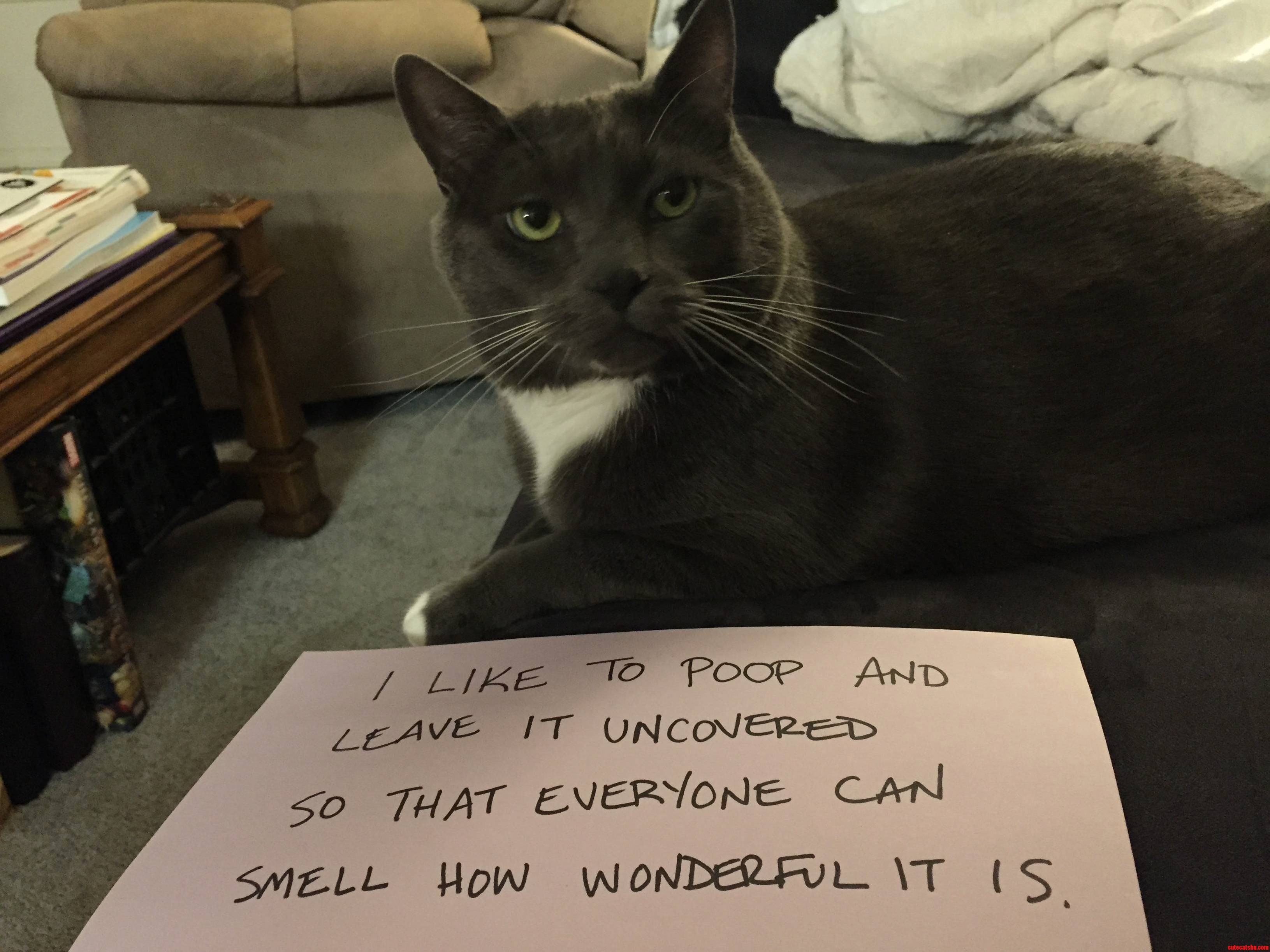Cat shaming the poop edition
