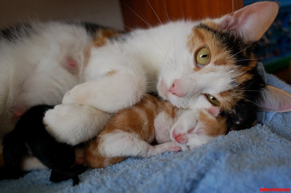 Cat snuggling her day old kittens