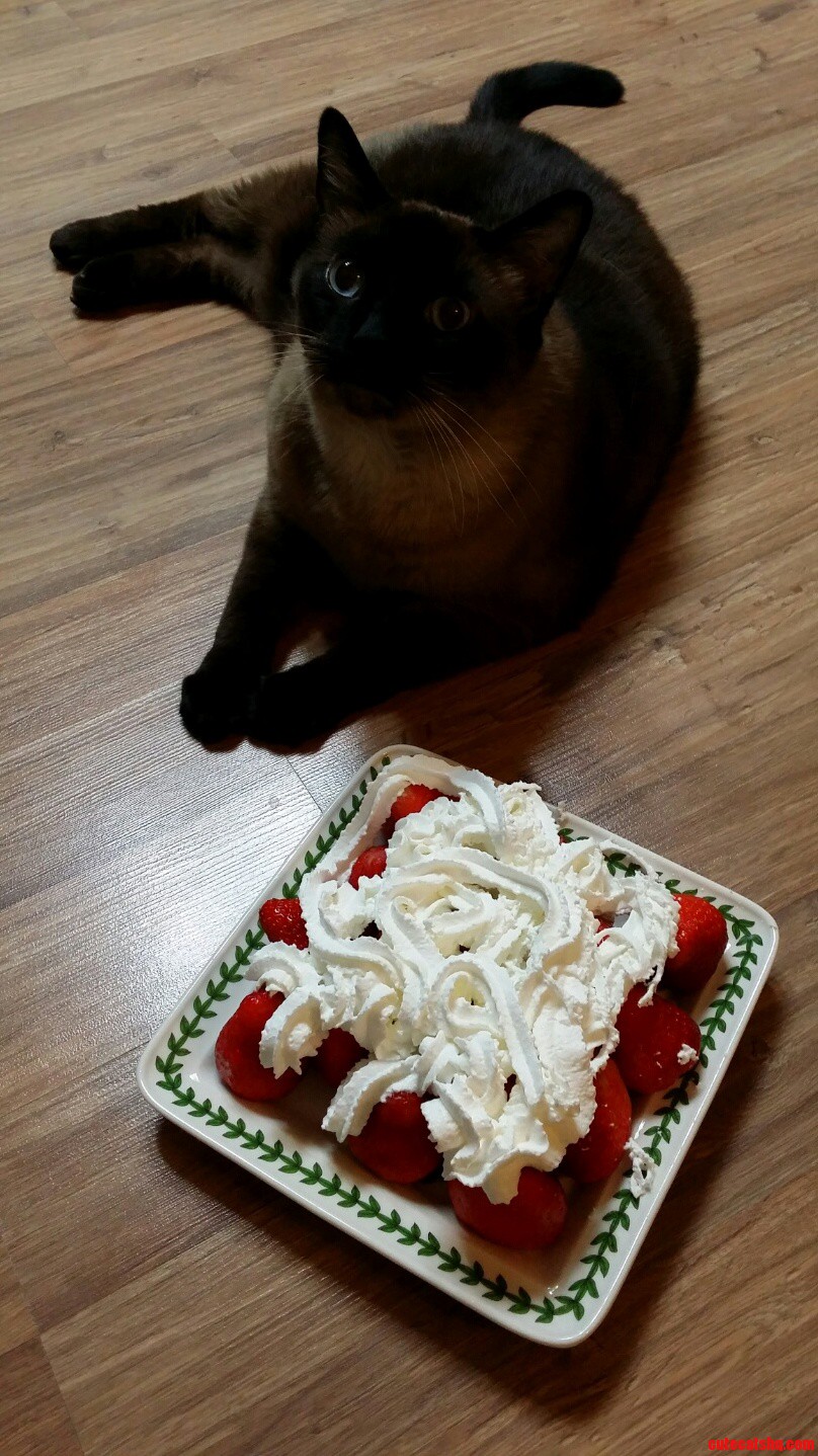 Cat with strawberry with cream