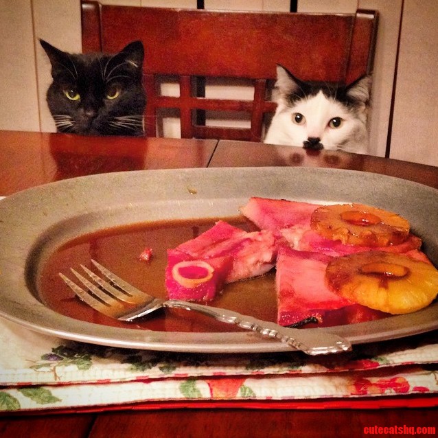 Cats with ham