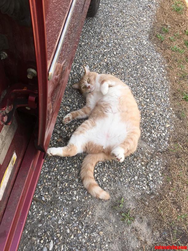 Colonel mustard loves to greet us in the driveway