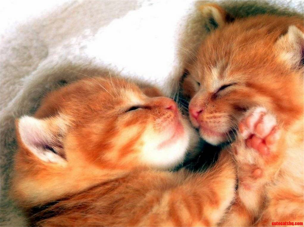 Cute sleeping kittens