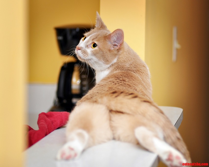 Do all cats sit like this or is mine just weird
