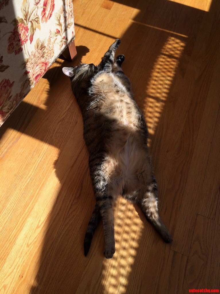 Found her like this…sound asleep in the sun